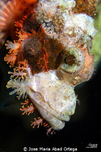 Scorpion fish face by Jose Maria Abad Ortega 